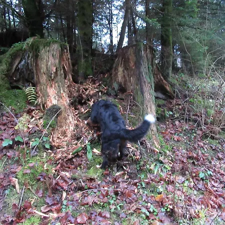 Schoenmuenzblick Baiersbronn