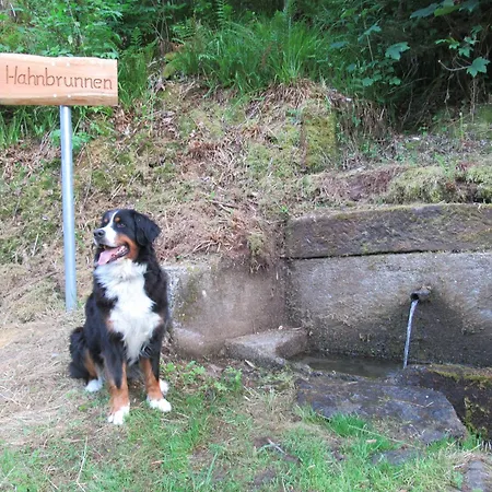Schoenmuenzblick * Baiersbronn